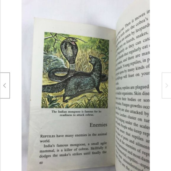 Vtg Snakes & Other Reptiles Golden Pocket Guide 1969 George Fichter - Picture 7 of 7
